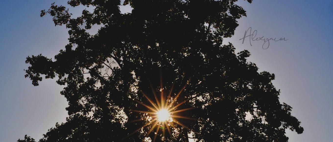 Análisis del Poema «Trees» de Joyce Kilmer 2 Majestuoso árbol a contraluz con el sol radiante, capturando la esencia divina del poema «Trees» de Joyce Kilmer.